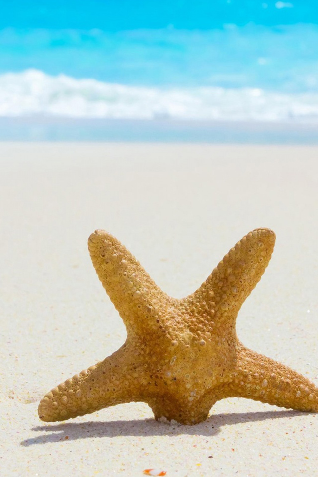 Морская звезда в песке обои для IPhone