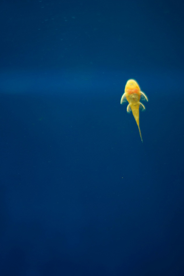 Золотая рыбка - обои для Iphone