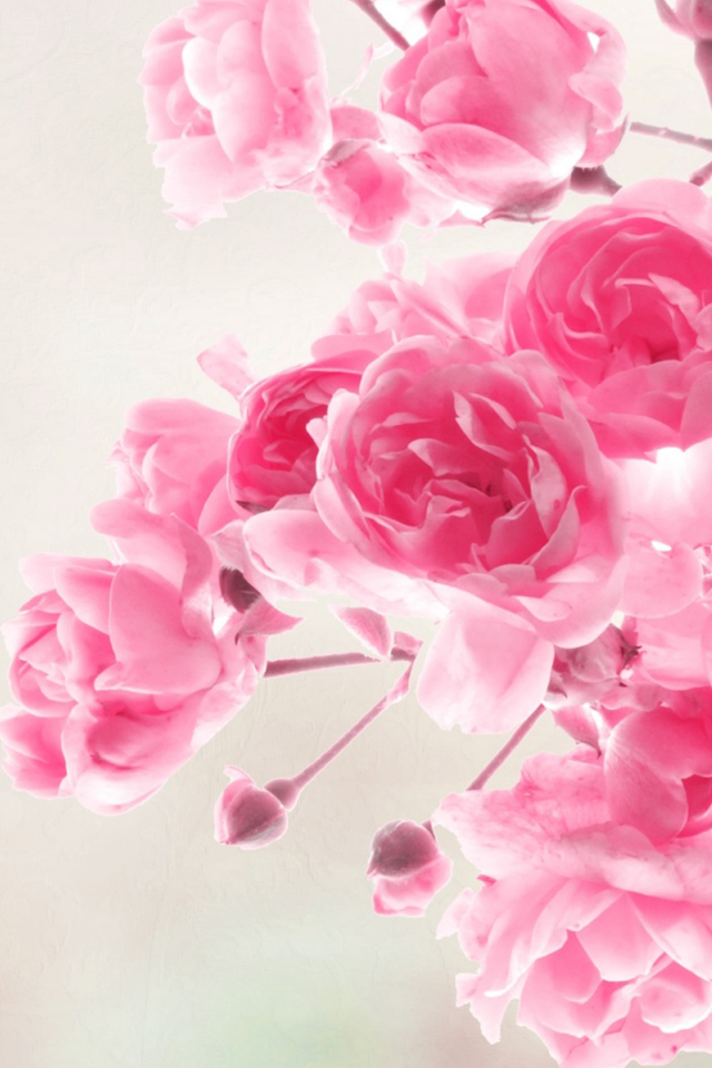 Розовые розы обои для IPhone