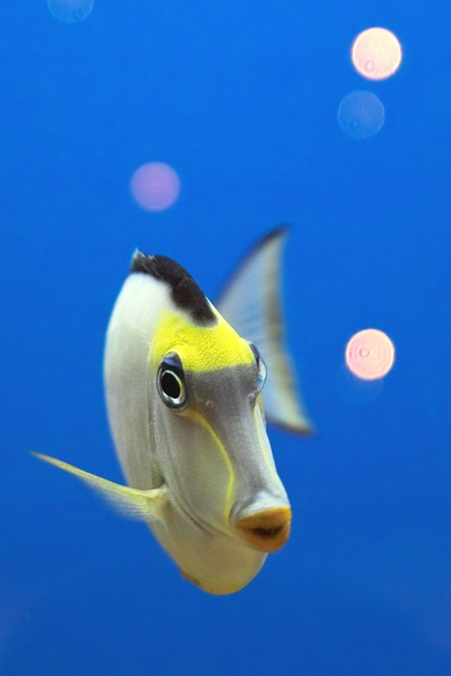 Океаническая рыбка - обои для Iphone